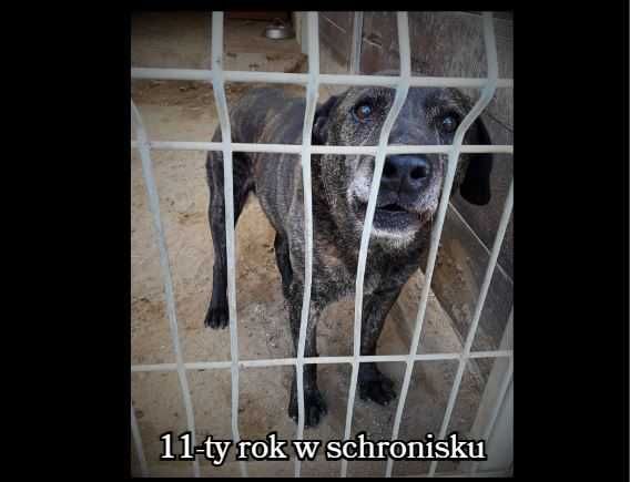 List do Św. Mikołaja – bezdomny pies CEZAR / Olsztyn