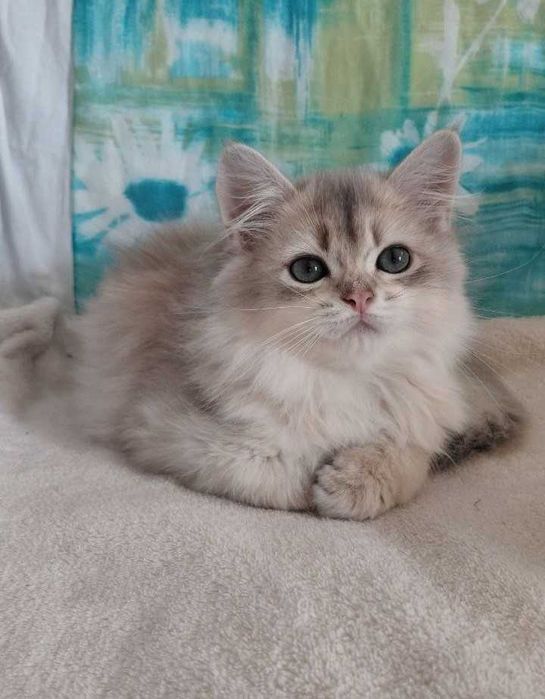 Шотландский длинношерстный котик в окрасе голубое золото ау11