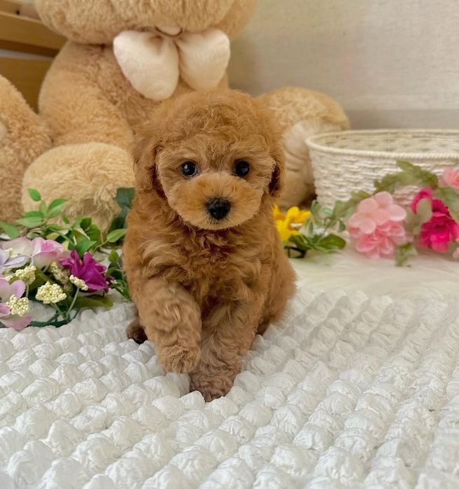 Краса дівчинка той пудель