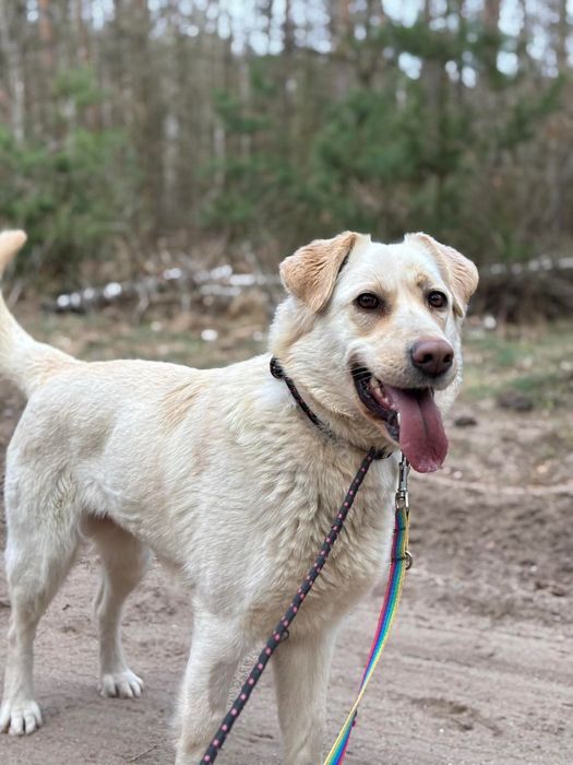 Młoda, kochająca kobiety suczka w typie labradora