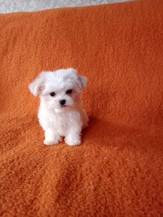 Щенки мальтийской болонки