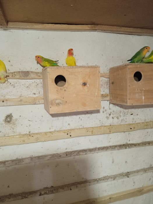 Продаємо доміки.
