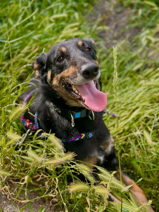Собака над якою знущались врятуй собаку притулку собака дівчинка