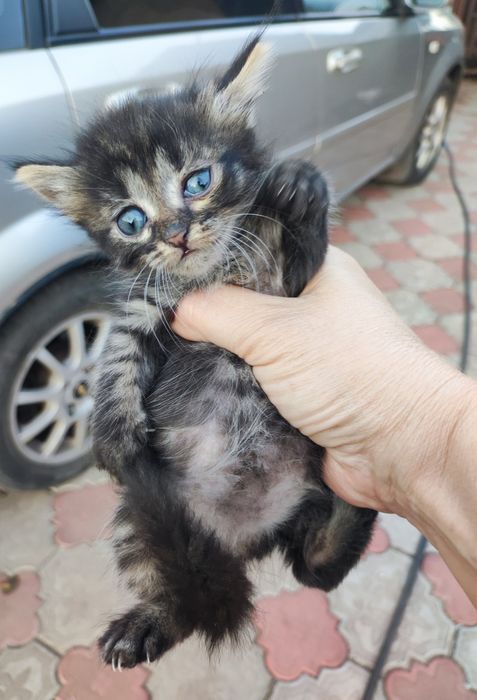 Котята малыши  ищут дом в  добрые руки   и кошечка тоже  мама их