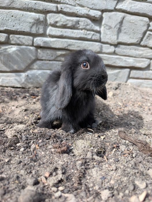 Mini lop, baranek miniaturka, metryka