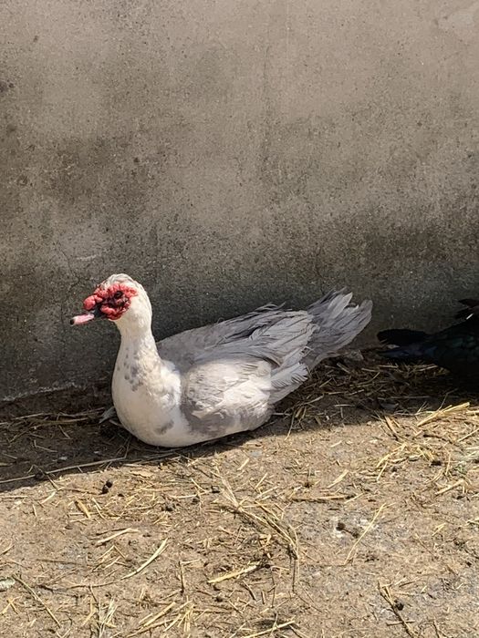 Pato cizento mudo para criação