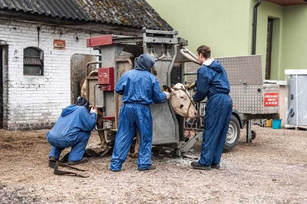 Korekcja racic u krów