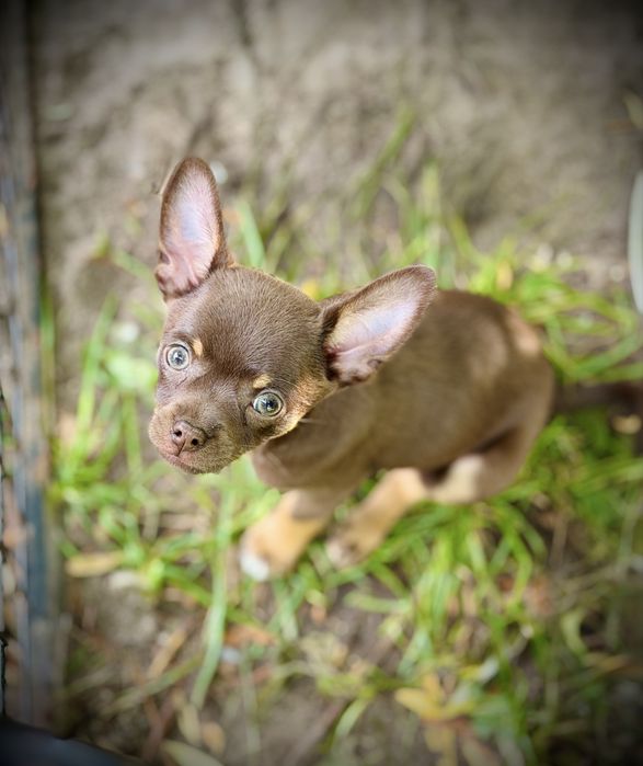 Chihuahua czekoladowy samiec