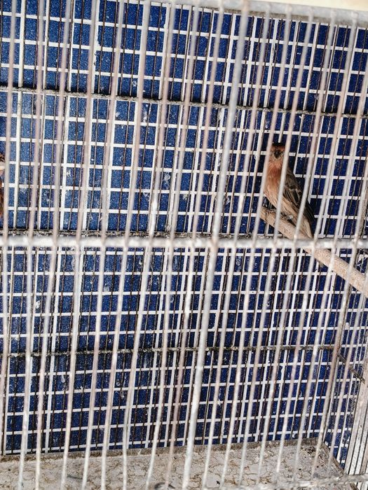 Carpodacus mexicano
