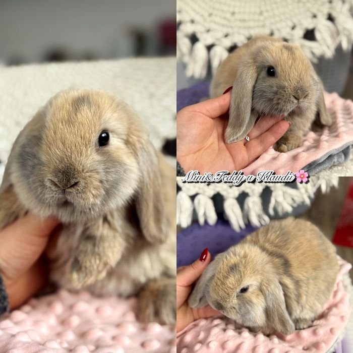 Mini lop! Rasowe króliczki z hodowli