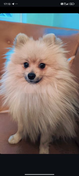 Шпіц шукає наречену, розв'язаний, гарне потомство