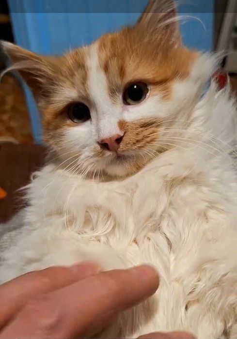 Пушистый бело-рыжий котёнок ищет дом! Котята в хорошие руки!