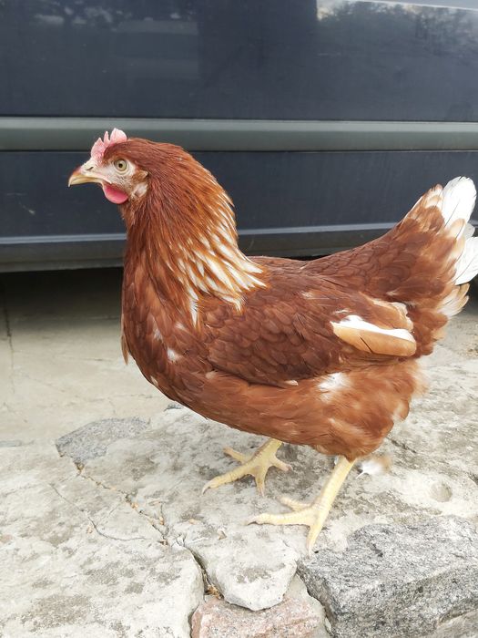 Ломан Браун,Ломан Сенді