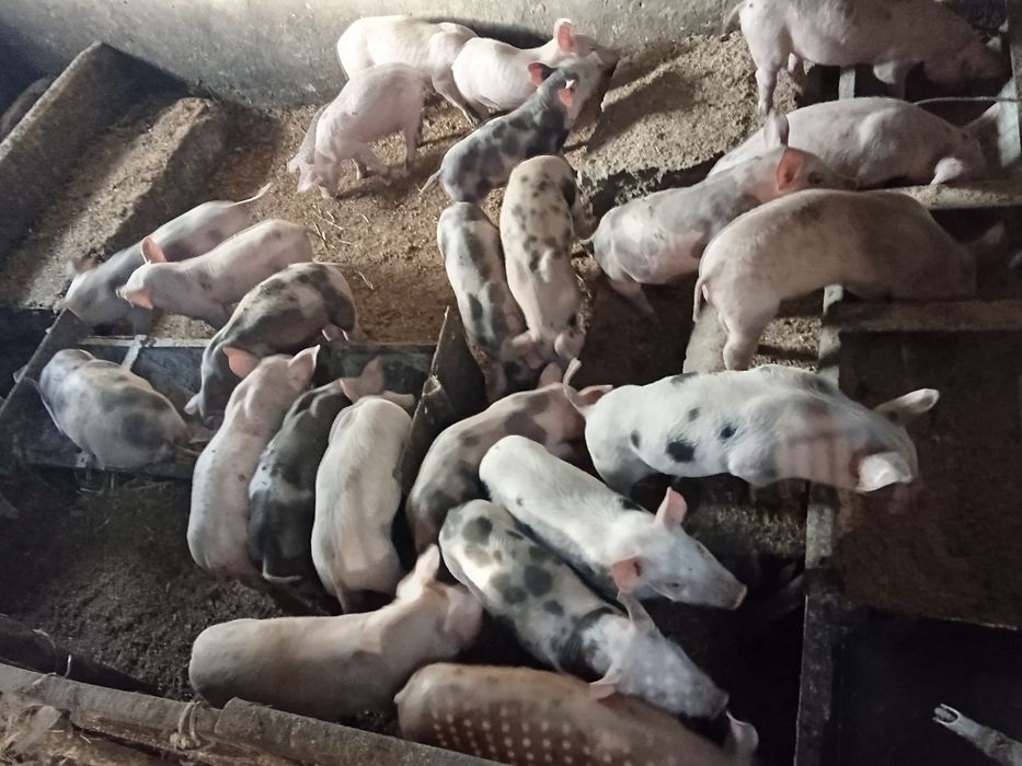 Продам поросят,вес до 10 кг