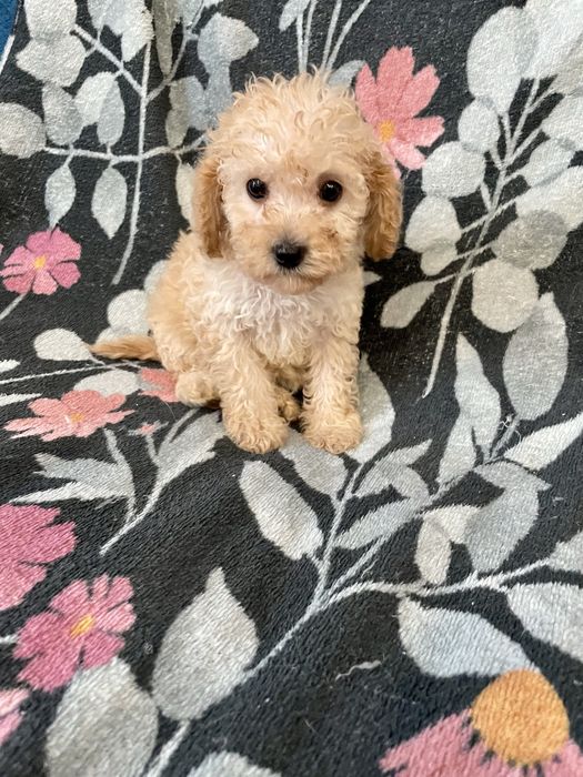 Pudel miniaturowy dziewczynka sunia