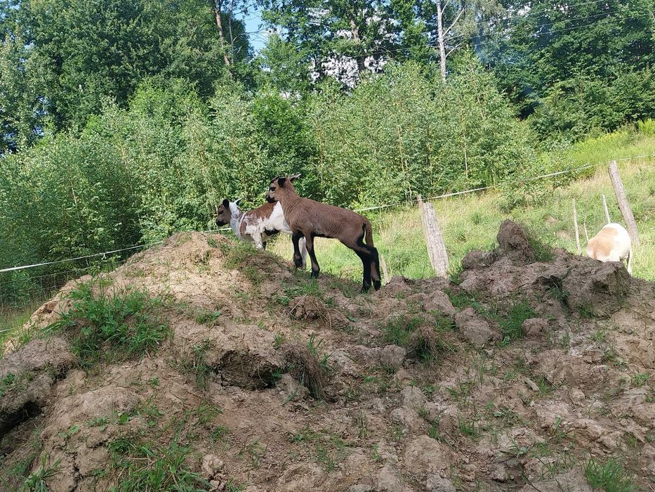 Tryki i Owce kameruńskie