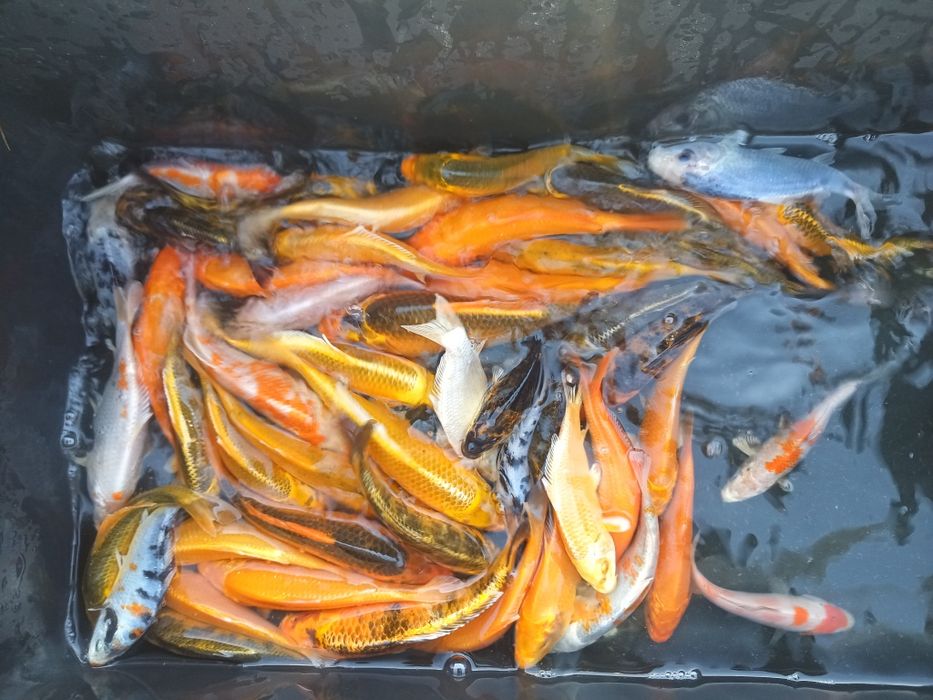 Karp koi 12-16cm