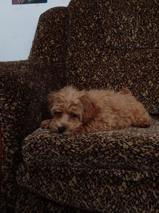 Мальтипу F1 хлопці