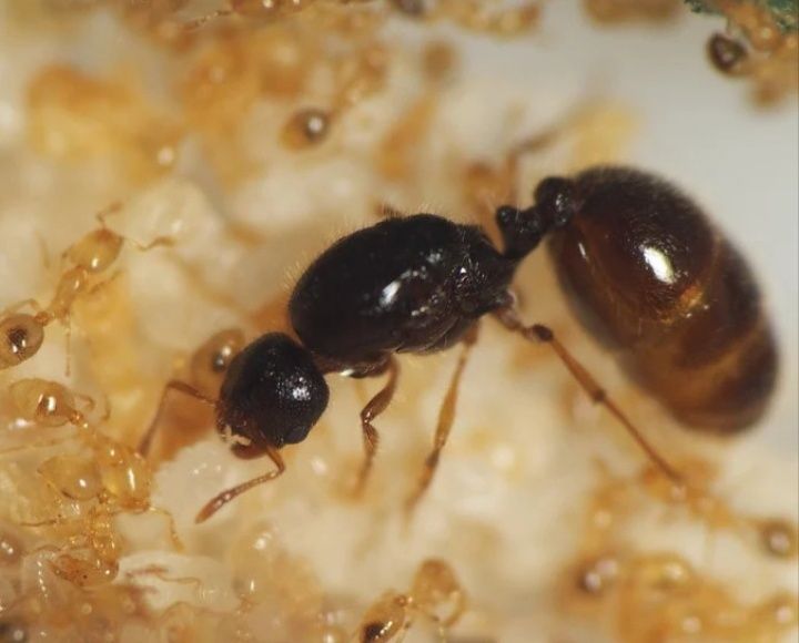 Мурахи Solenopsis fugax — колонія