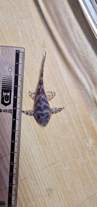 Zbrojnik L236 RB PREMIUM  5-6 cm