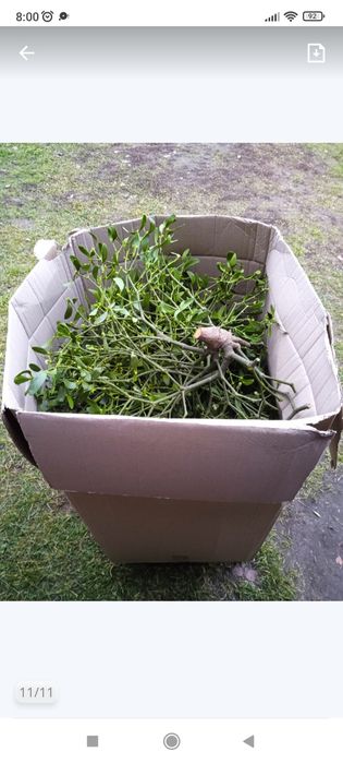 Jemioła suszona jemioła duża ilość wysyłka