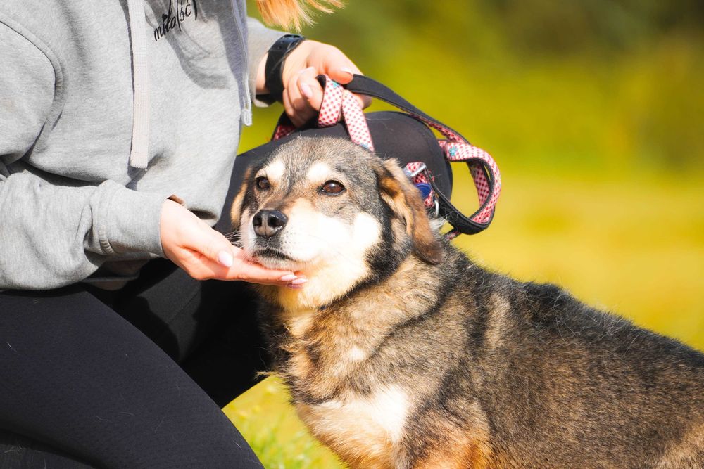 Amador - łagodny, niewielki pies