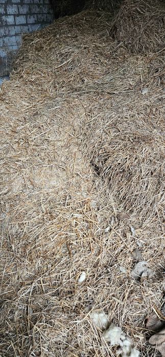 Słoma oddam za darmo jak na zdjęciu