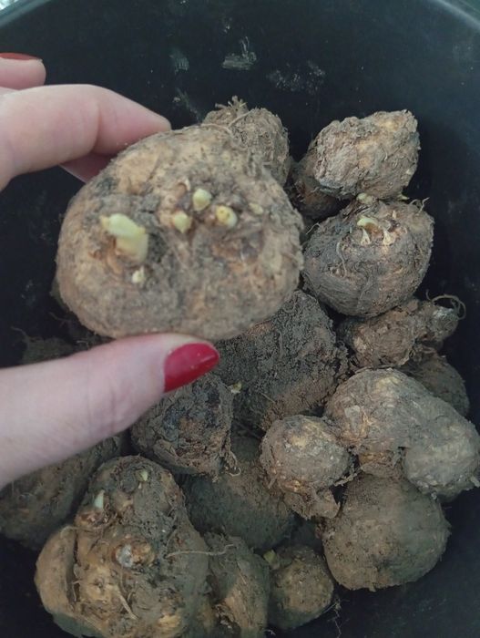 Kalia cebulki / Calla / Zantedeschia różowa