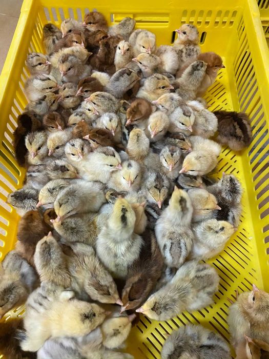 Kurczaki pisklęta nioski, brojlery, Leghorn, Greenshell, Sussex, Rosa