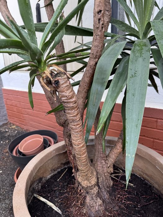 Yuca-gigante em vaso