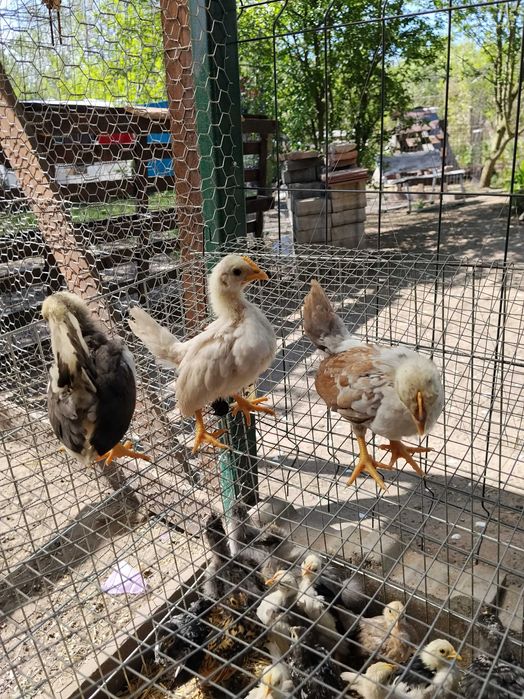 Seramki i Silki młodzież z końca marca.40 zł sztukaztuka.