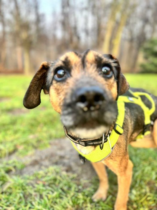Szukamy domu dla HACHIKO - będzie Twoim najlepsim przyjacielem