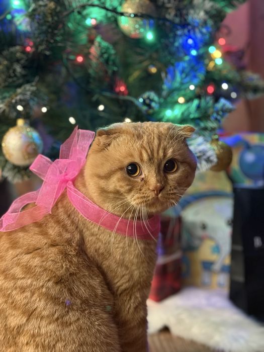 Шукаю перетримку для котика на все літо