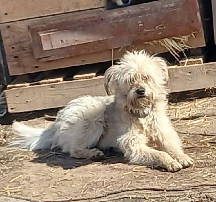 Пух шукає дім і господарів !