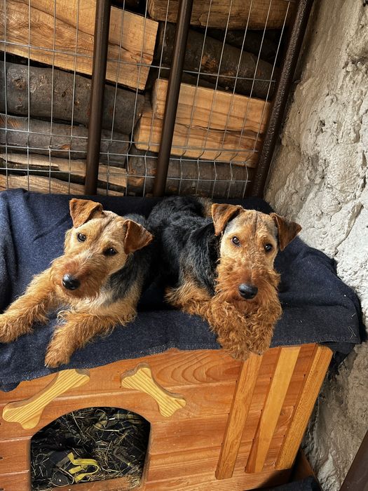 Кобель Вельштерєра для вʼязки