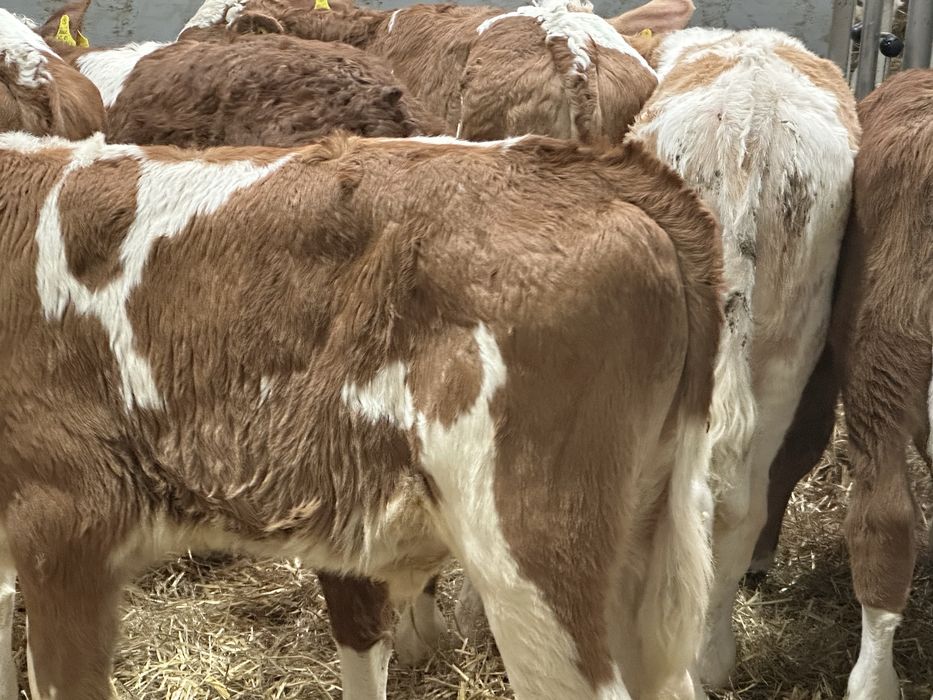 Cielaki odsadki byczki i jałóweczki