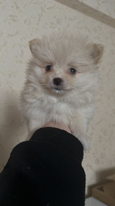 Малеча померанського шпіца 6000гр.