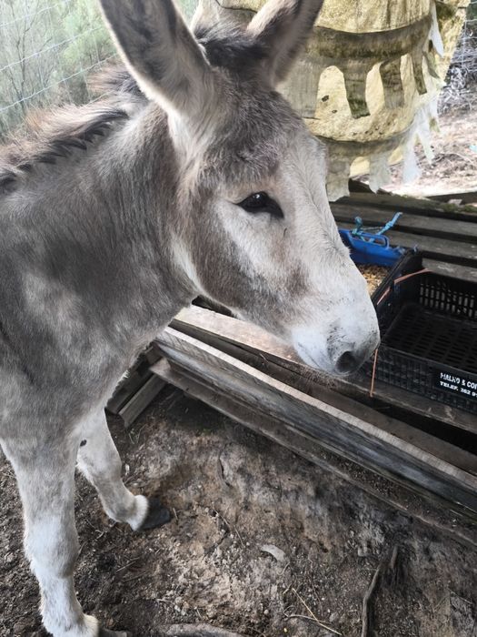 Burro com 4 anos