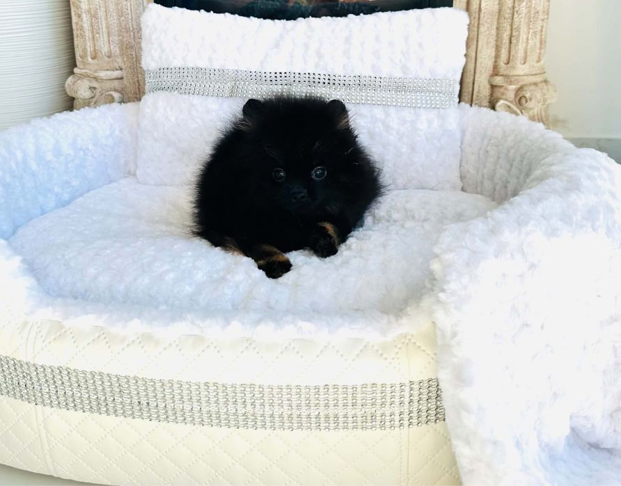 Szpic miniaturowy pomeranian