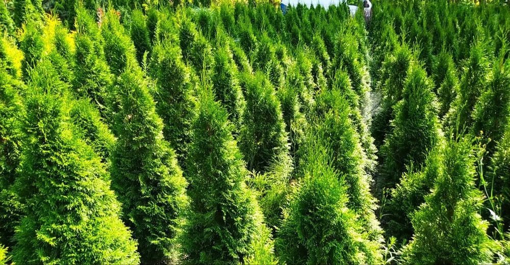 Thuja Thuje Szmaragd Żywotnik Tuja Bonsai Spirala Cyprys Boulevard
