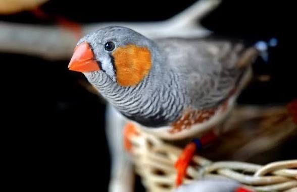 Vendo mandarins diamante
