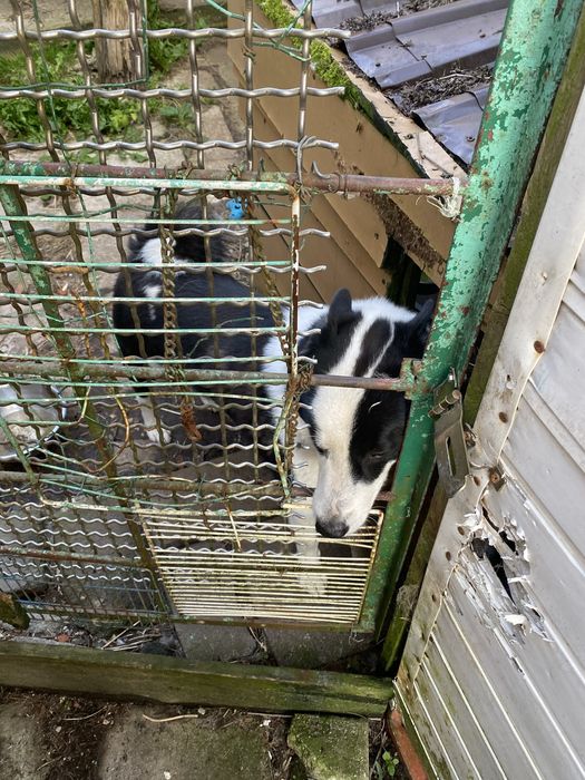 Oddam łajke syberyjską