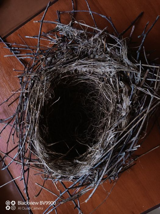 Гнездо овсянки мелкой птицы.