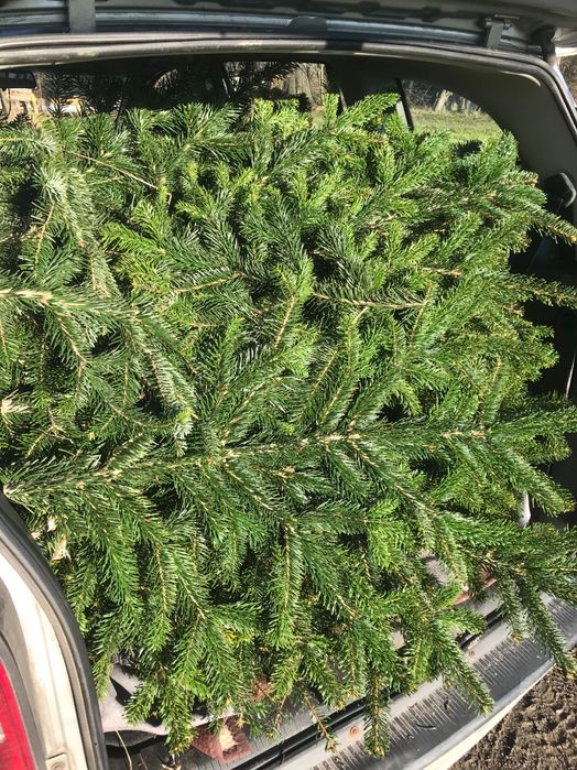 gałązki na stroiki, więce jodła kaukaska