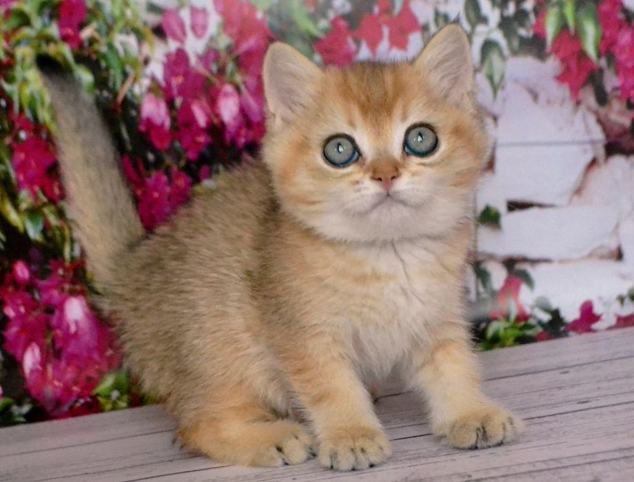 Чистокровнi шиншили