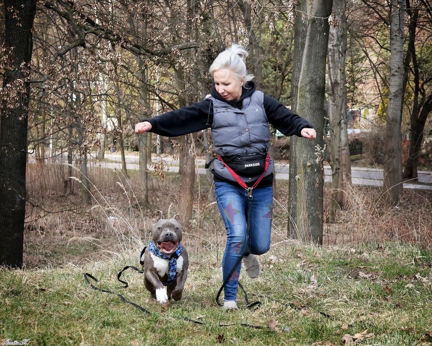 Zaadoptuj pięknego Niko