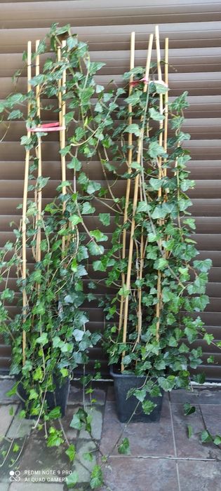 Bardzo duże bluszcze Hedera Helix 200cm-300cm