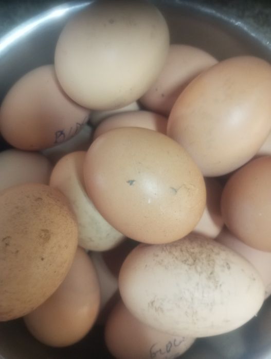 Vendo Ovos de galinha