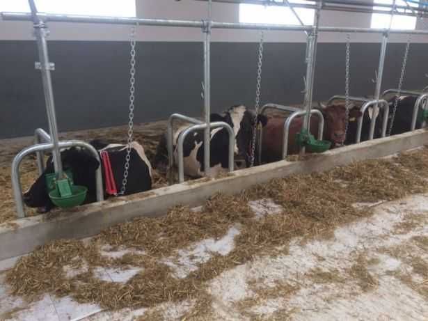 Wygrodzenia stanowiska przegrody dla bydła krów bramki