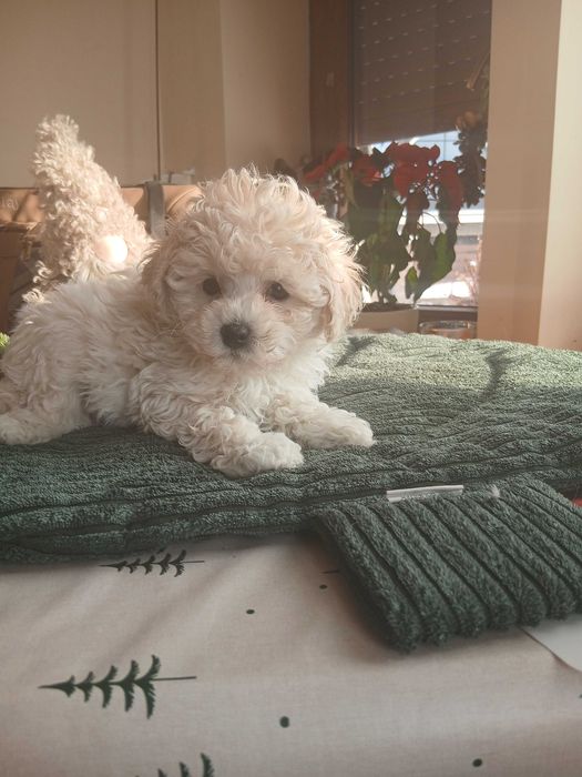 Pudel biały  miniatura/toy